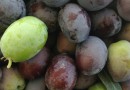Opskrift: Sådan laver du oliven spiselige