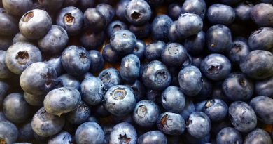 blåbær, gode egenskaber ved blåbær, derfor skal du spise masser af blå bær, blåbær imod kræft, blåbær imod slidgigt, frugter imod slidgigt, blåbær bedre hukommelse