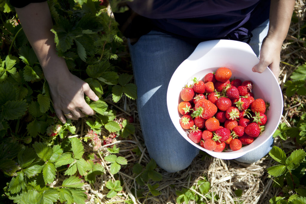 find de bedste jordbær, hvordan finder jeg de bedste jordbær, sådan finder du de bedste jordbær, danske jordbær, guide til jordbær