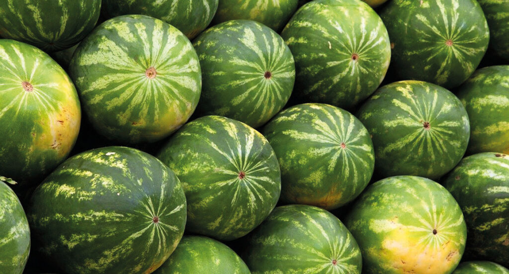 vandmelon, guide til vandmelon, den bedste vandmelon, find en god melon, hvordan ved man en vandmelon er god